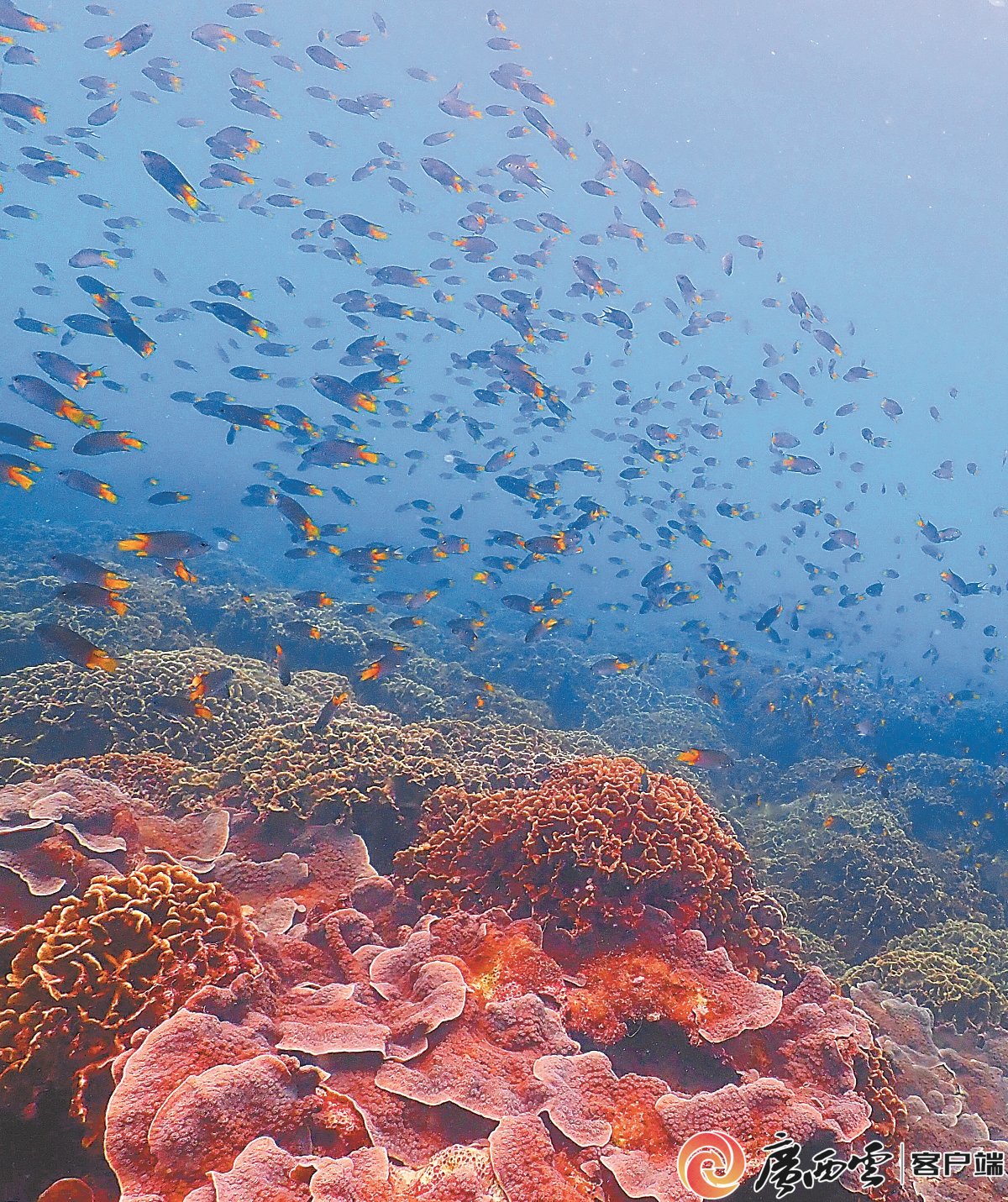 壮美广西·新山海经⑦丨种活海底一片"林"