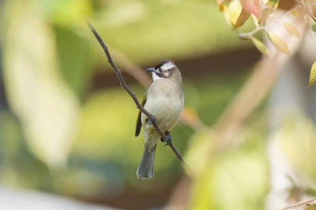 来环城生态公园带,寻找这些小精灵吧