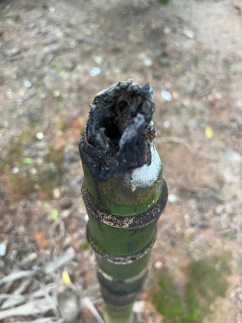 遭到黄化病侵袭的槟榔树被当地人形象地称为"光杆司令" 摄影/南英