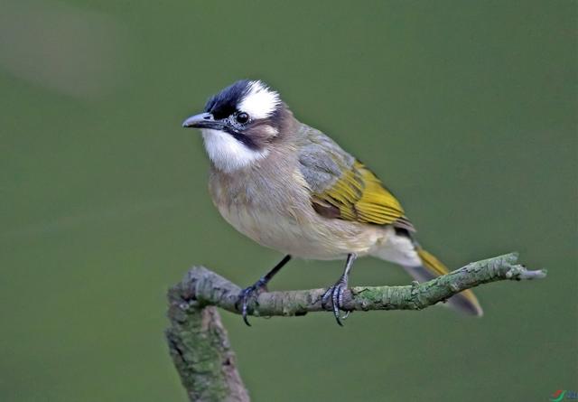 来环城生态公园带,寻找这些小精灵吧