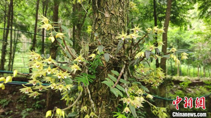 赣鄱"z世代":"00后"海归邂逅铁皮石斛