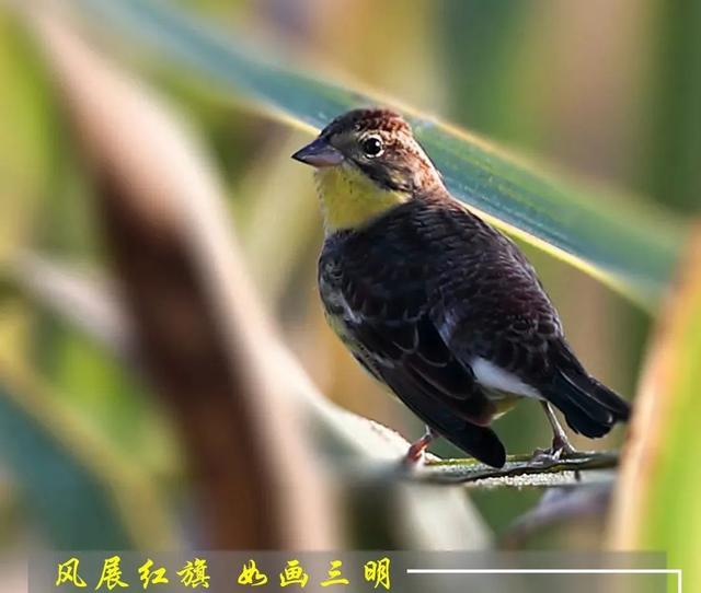 (肖书平 摄)北红尾鸲(黄琰彬 摄)白颈长尾雉(吴小平 摄)三宝鸟(张峰