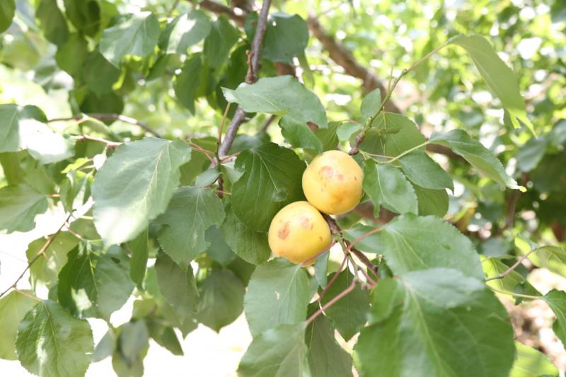 7500余亩北寨红杏遭受冰雹灾害 村党支部主动揽收减少农户损失