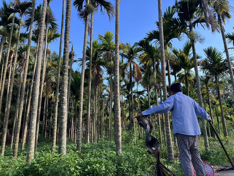 "槟榔之乡"万宁:八成槟榔树染病,产业也快"黄"了