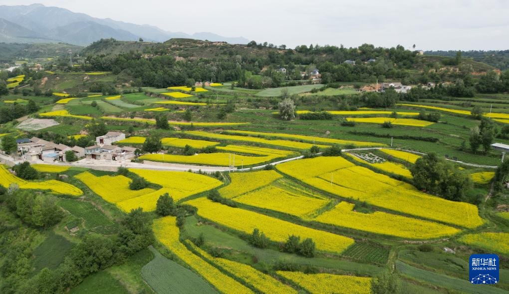 甘肃积石山:油菜花开美山乡