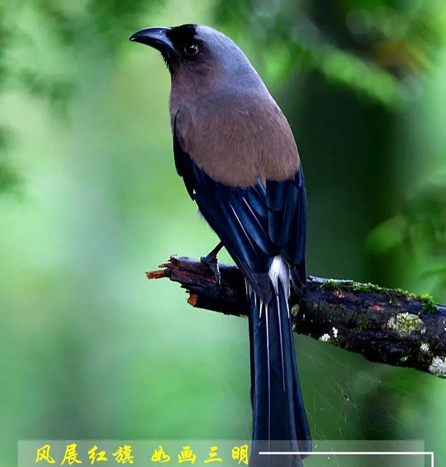灰树鹊(吴群阵 摄)