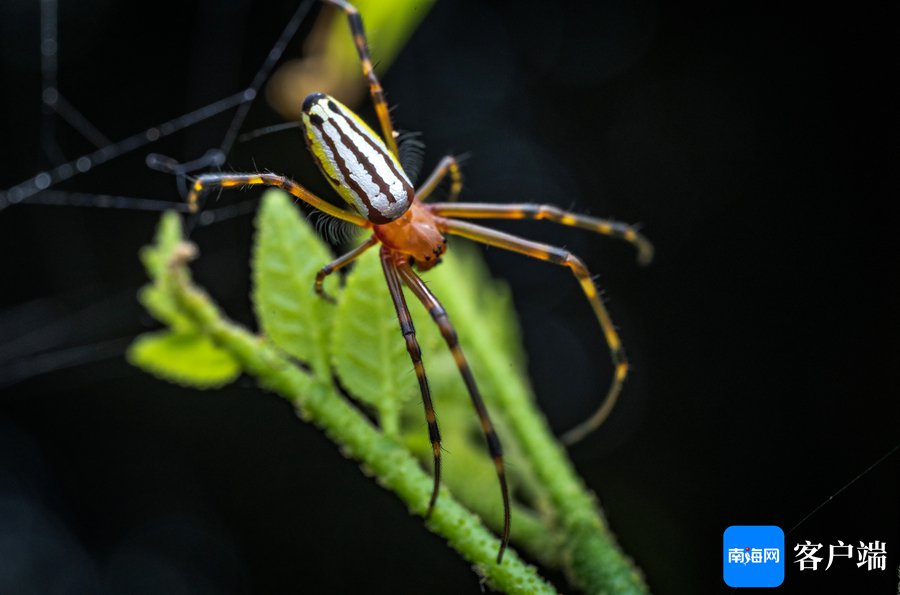 蜘蛛磁力小林博客_磁链接 下载蜘蛛（磁力,蜘蛛）