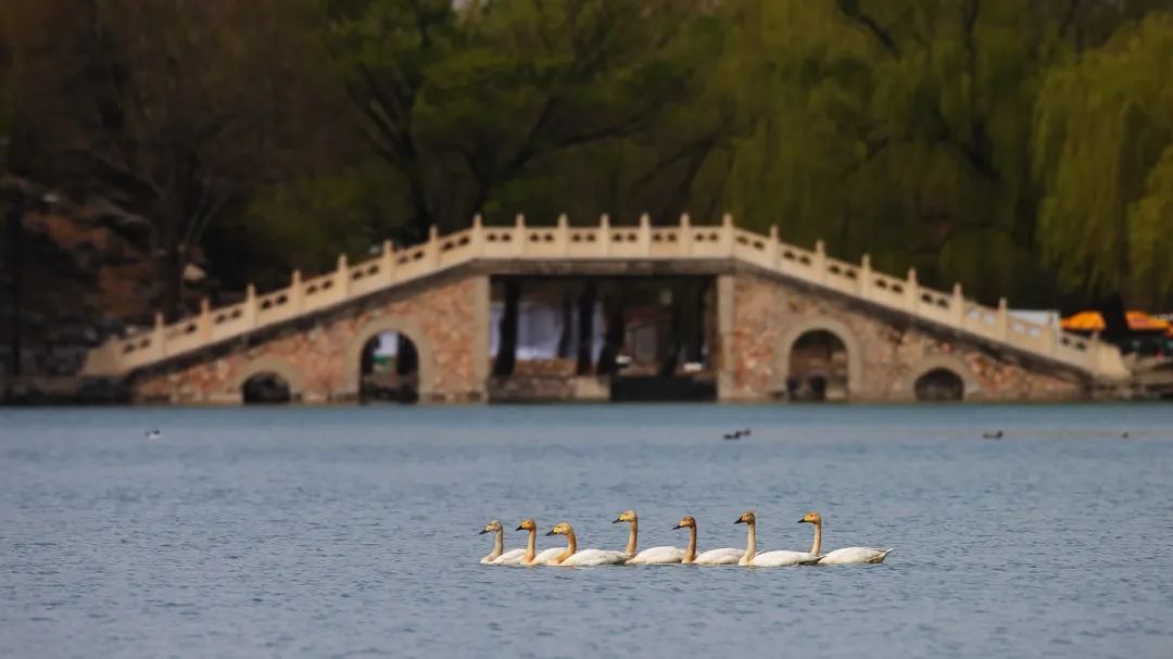 △中国最常见三种天鹅之一的小天鹅体型最小、嘴黑、有梯形黄斑，惬意游荡在湖面。