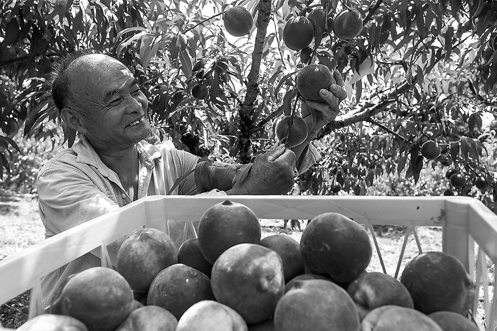 安徽省黄山市黟县碧阳镇五里村的桃子进入成熟采摘期