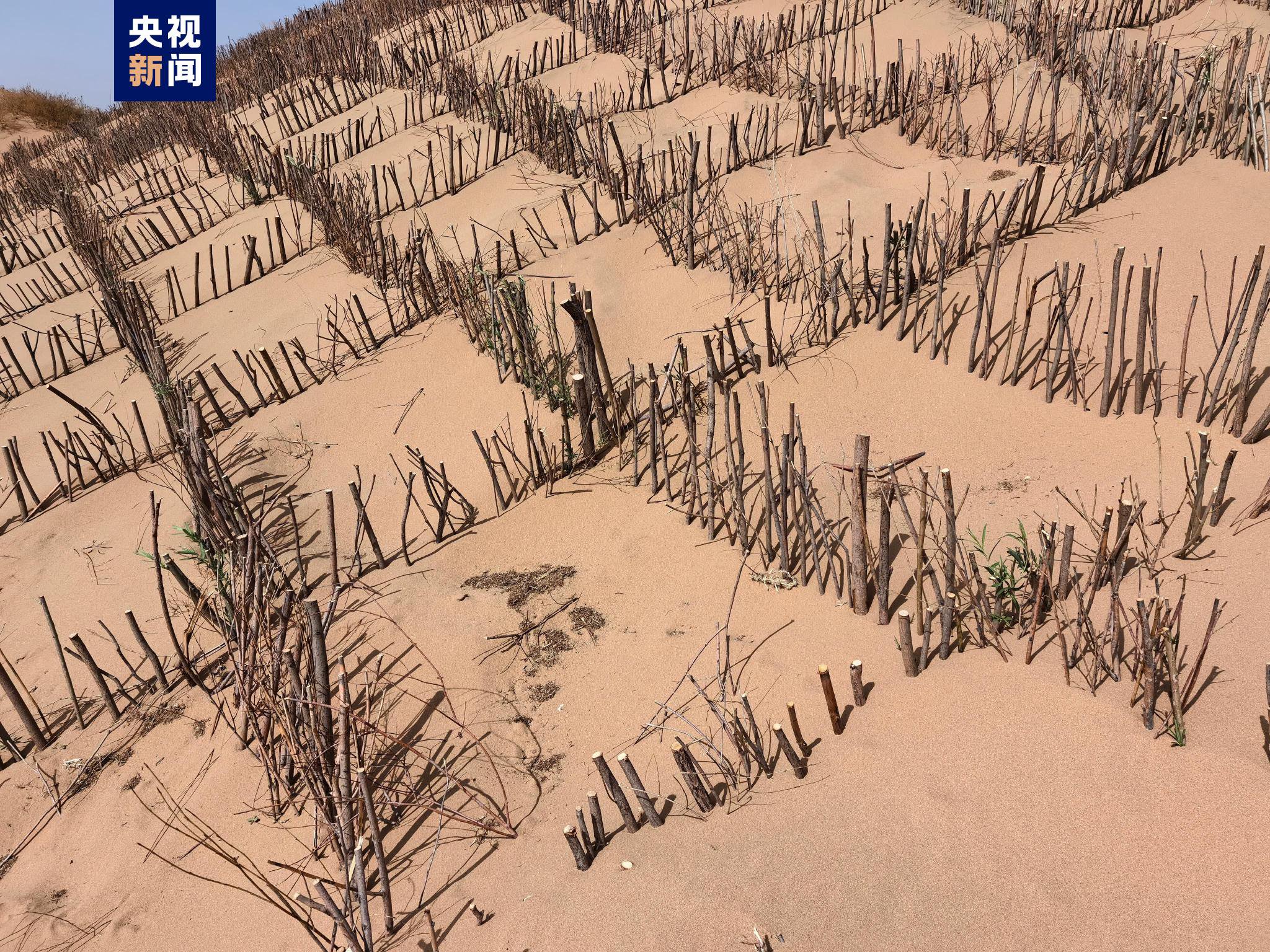 截至6月初 内蒙古今年已治理沙化土地800多万亩