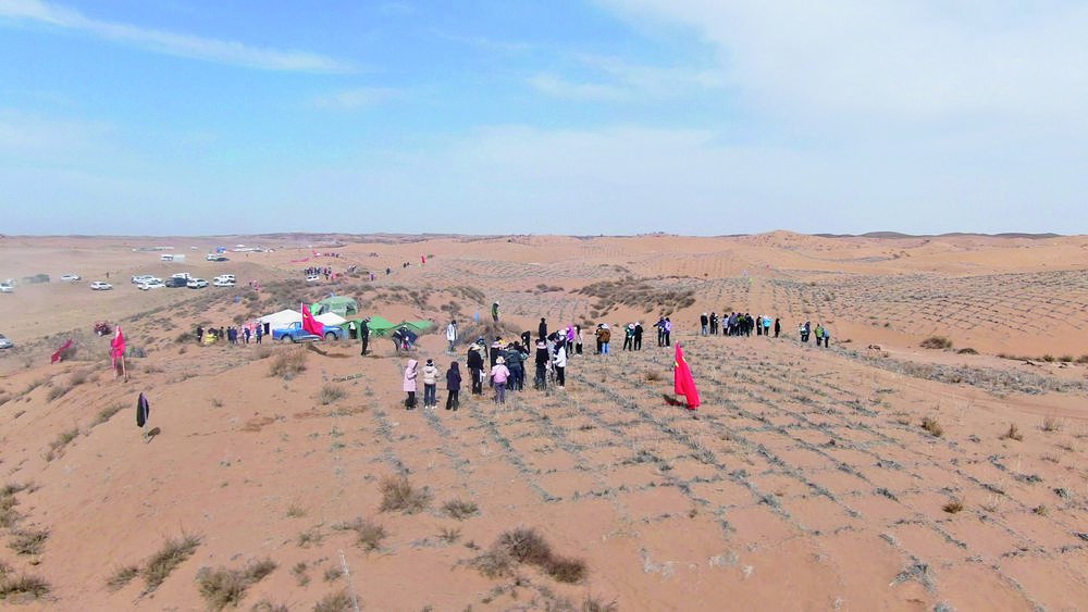 小小草方格治沙"大作为"本版图片均由本报记者洪玉杰摄