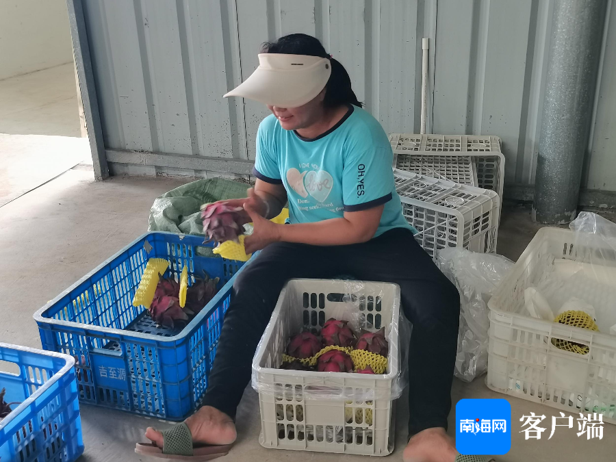 三亚红心火龙果首次出口加拿大