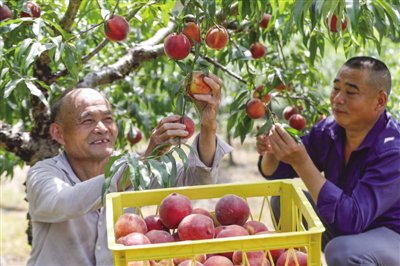 近日,安徽省黄山市黟县碧阳镇五里村1100亩桃园进入成熟采摘期,果农