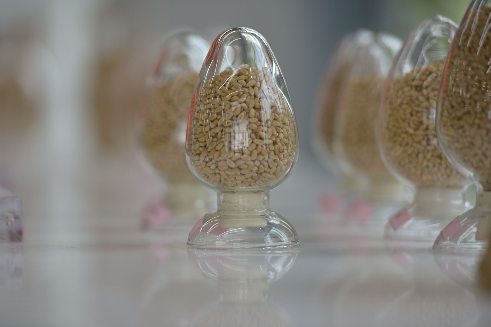 种子包衣的魅力