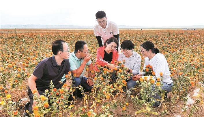 石河子大学红花产业研究团队赴裕民县为农户进行红花种植、采收、加工等技术指导（资料图片）。 刘敏 摄