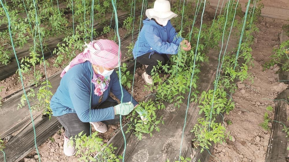 工作人员在温室大棚里劳作.