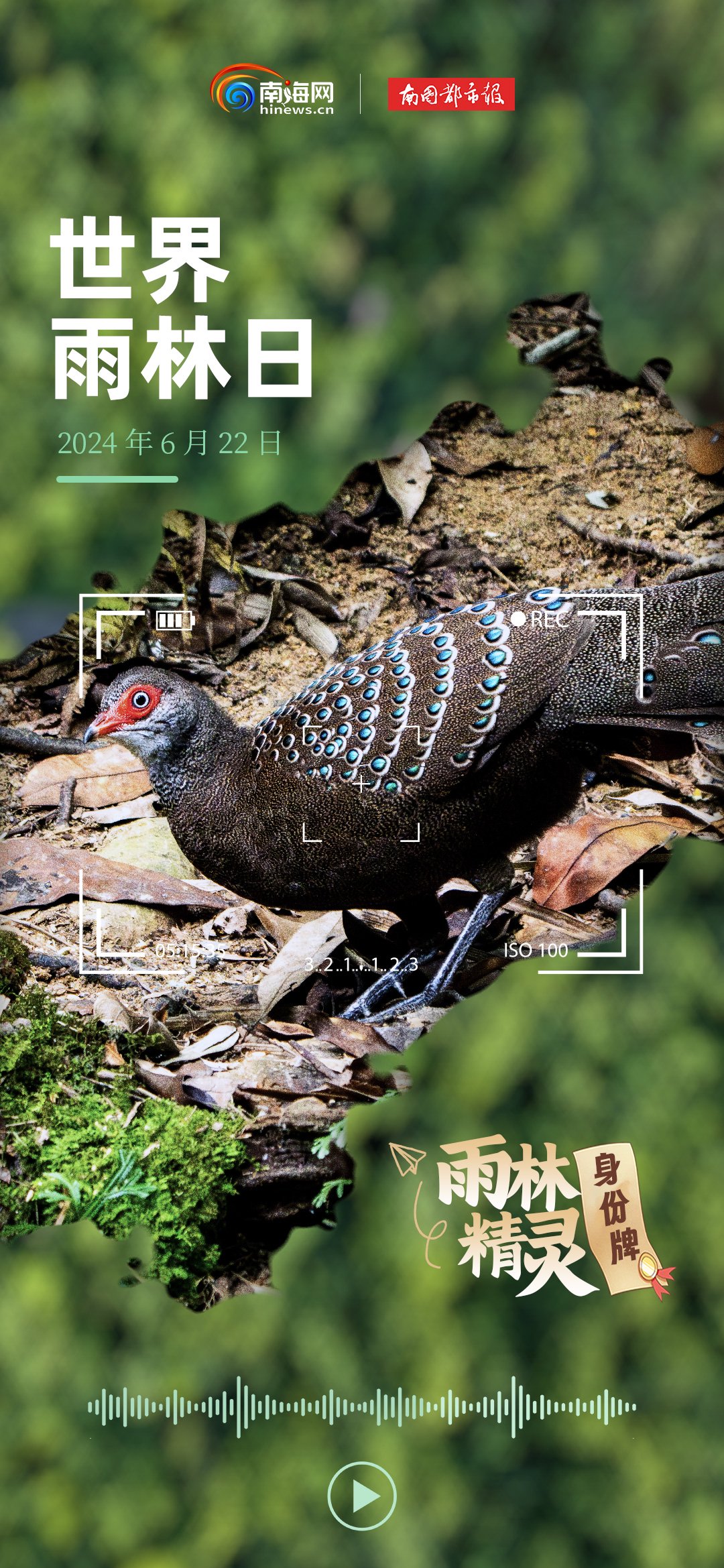 雨林动物会"说话":海南孔雀雉