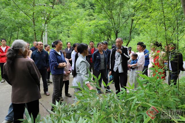 昭通大关:做好"竹文章" 坚持生态富民|大关县_新浪