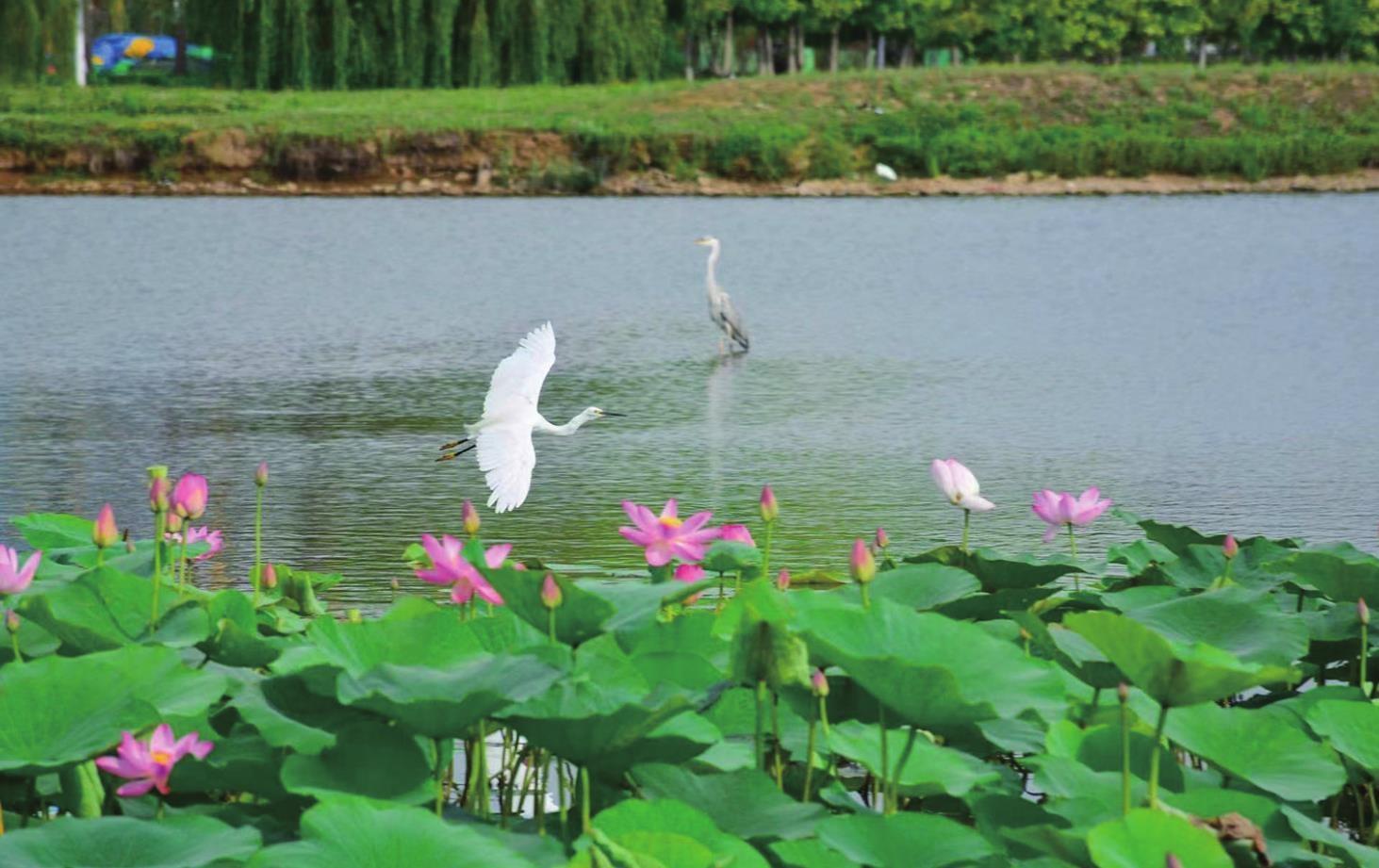 辽河七星湖景区3000亩荷花绽放
