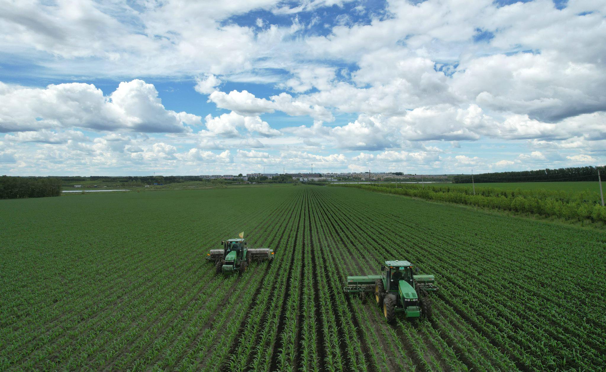 建设农场有限公司第四管理区田间农机工人正在驾驶着大马力机车对玉米进行中耕追肥作业。