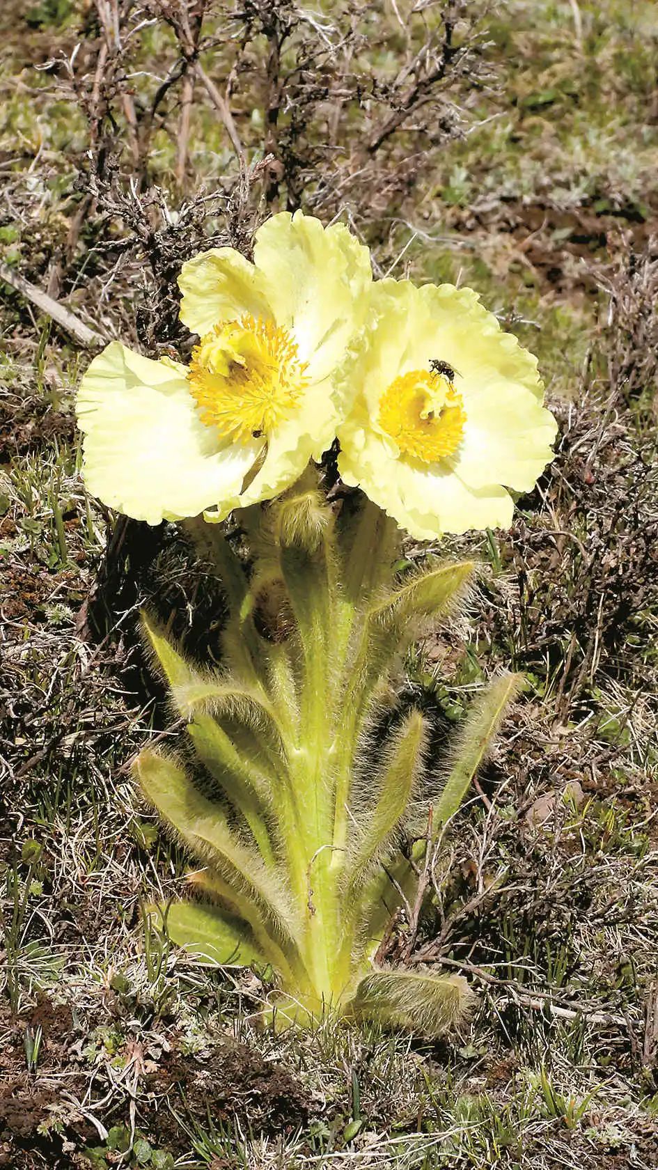 全缘叶绿绒蒿 图片来源:国家林业和草原局