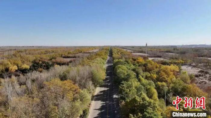 图为金昌市区北部防护林。(资料图)金昌市融媒体中心供图