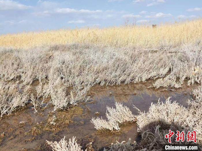 图为甘肃省金昌市金川区芨芨泉省级自然保护区。(资料图)金昌市融媒体中心供图