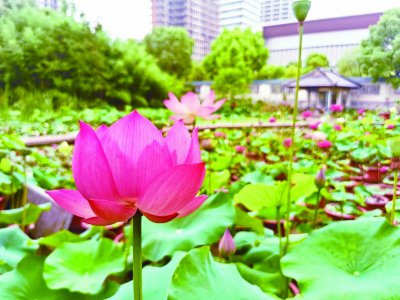 南京艺莲苑花卉有限公司种植基地内绽放的荷花。 南京日报/紫金山新闻记者 刘全民 摄