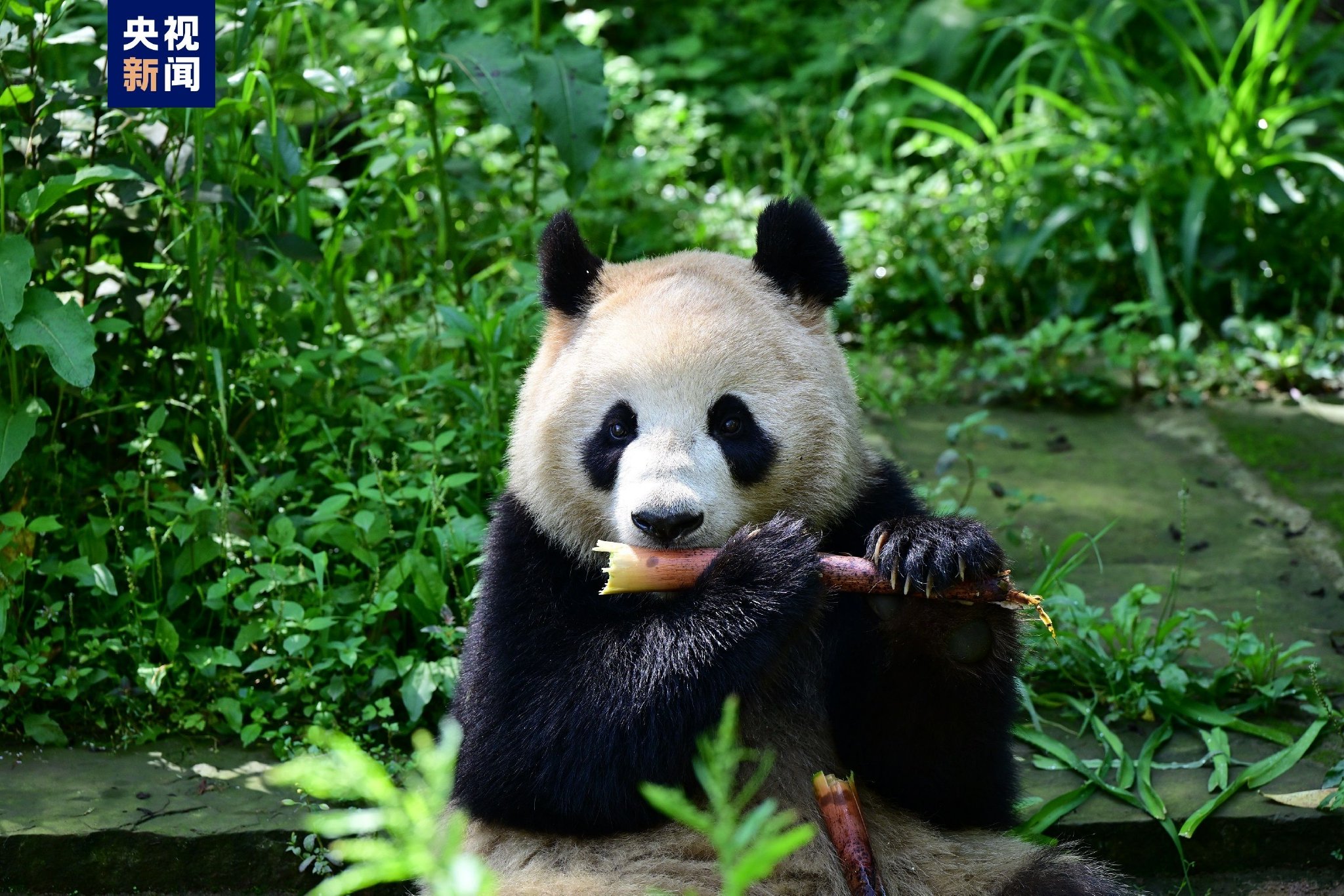 大熊猫"云川""鑫宝"顺利抵达美国圣迭戈