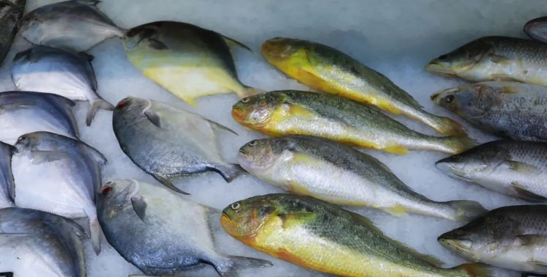 最新研究:会吃鱼的人专挑这种鱼,抗癌又延寿