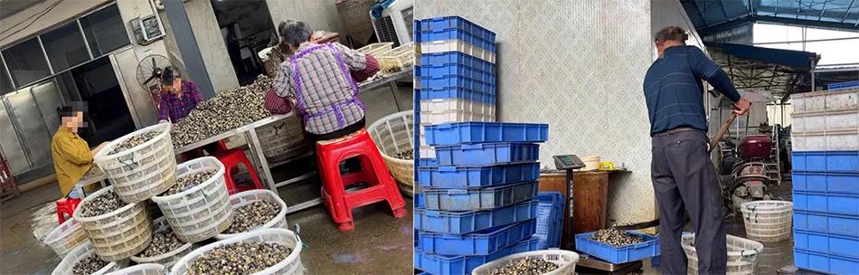 岩汪湖镇黄芦山村里的福寿螺加工厂，工人们正过筛、称重福寿螺肉。