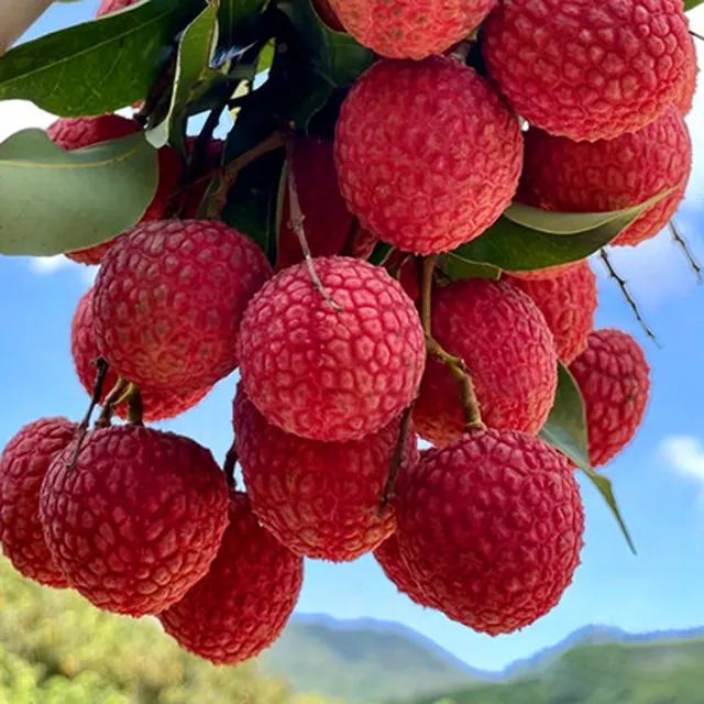 无荔枝不夏天！福建黑叶荔枝，6月尝鲜正当时__财经头条