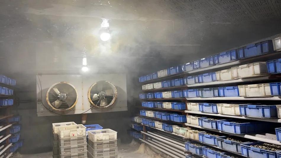 岩汪湖镇黄芦山村里的福寿螺加工厂，处理好的福寿螺肉被成筐放在冷库里。