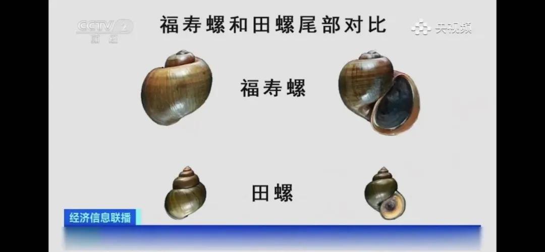 福寿螺与田螺对比图.图源:央视