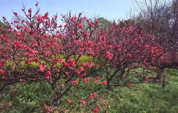  不同枝型的观赏桃（从上到下依次是直枝型、密节枝型和垂枝型）（图片来源：中国科学院武汉植物园）