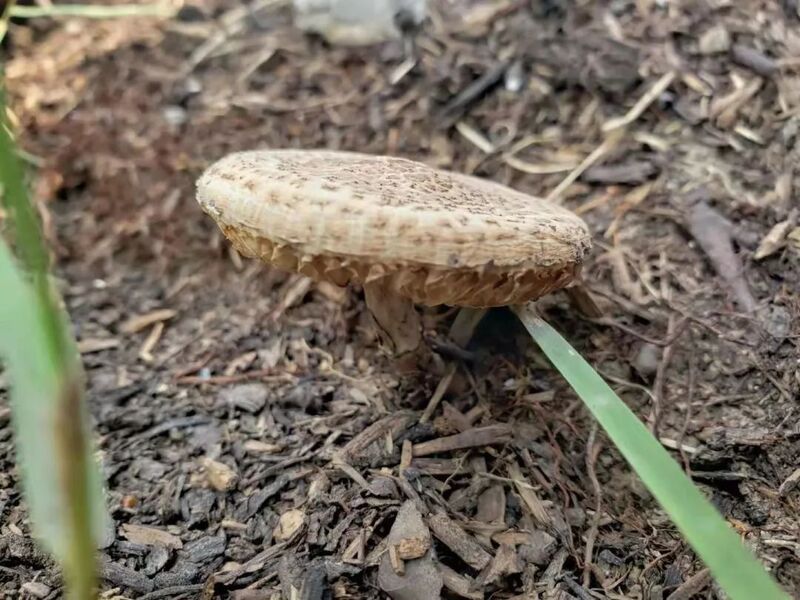 肉褐鳞环柄菇。 图片来源：绿色上海