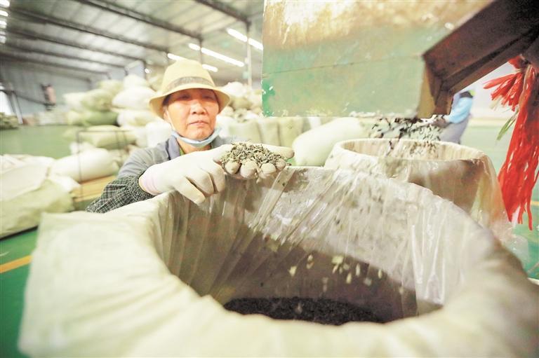 印江:茶叶加工忙