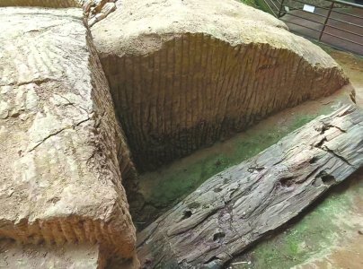 和恐龙同时代的植物化石“硅化木”是怎么形成的?|化石_新浪财经_新浪网