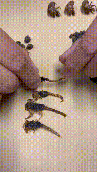 ​全蝎、蝉蜕、猫爪草等中药材。中工网记者丁梦茹 摄