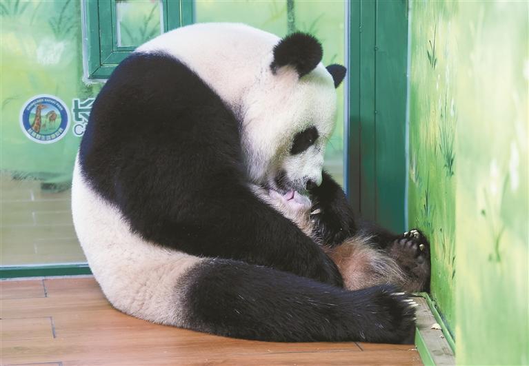 熊猫三胞胎老大"萌萌"当妈了