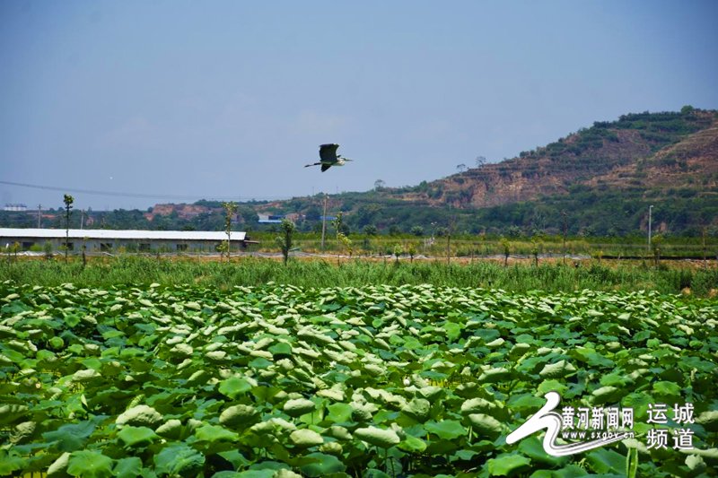 临猗:薛公滩万亩莲花盛开 绘就夏日美丽画卷