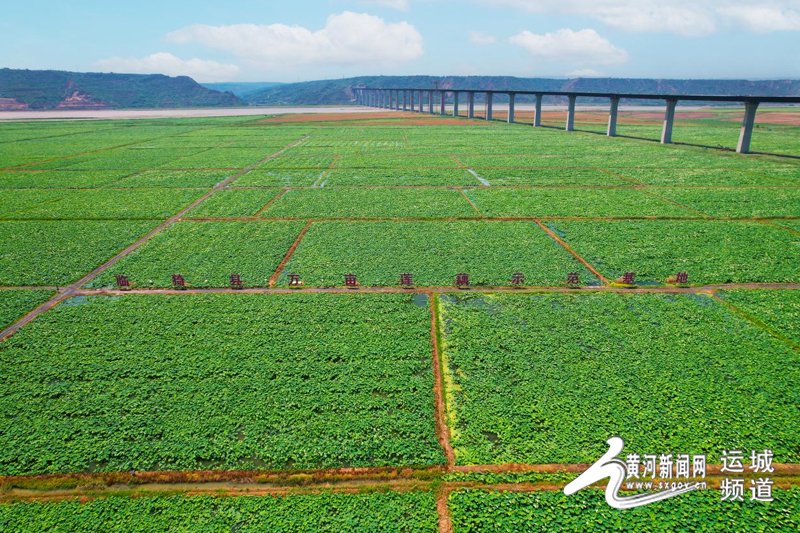 临猗:薛公滩万亩莲花盛开 绘就夏日美丽画卷