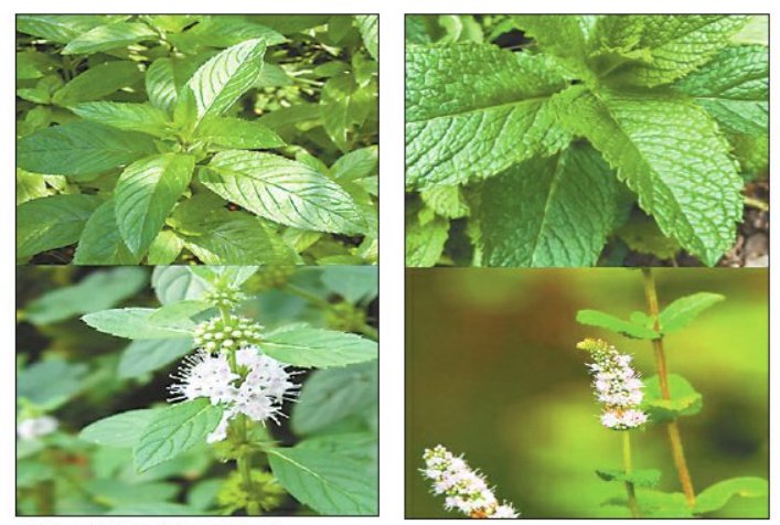 答疑解惑 | 薄荷的清凉味从哪儿来的?