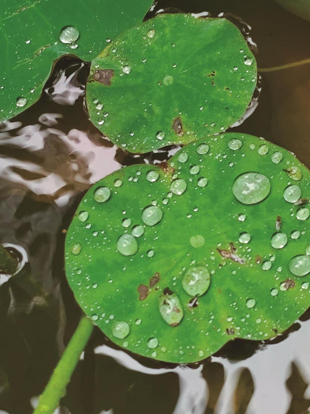 珠落玉盘 雨后的荷叶碧绿如玉,托起晶莹剔透的水珠,别有一番意境.