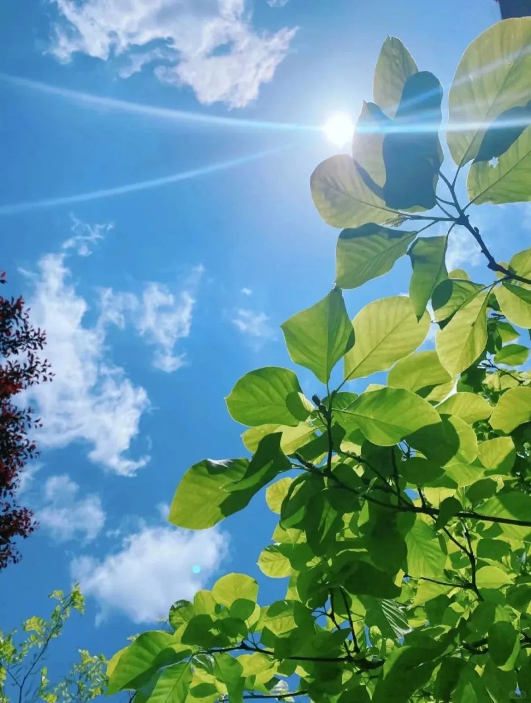 中的第十一个节气,标志着夏天的第五个阶段,也是季夏时节的正式开始