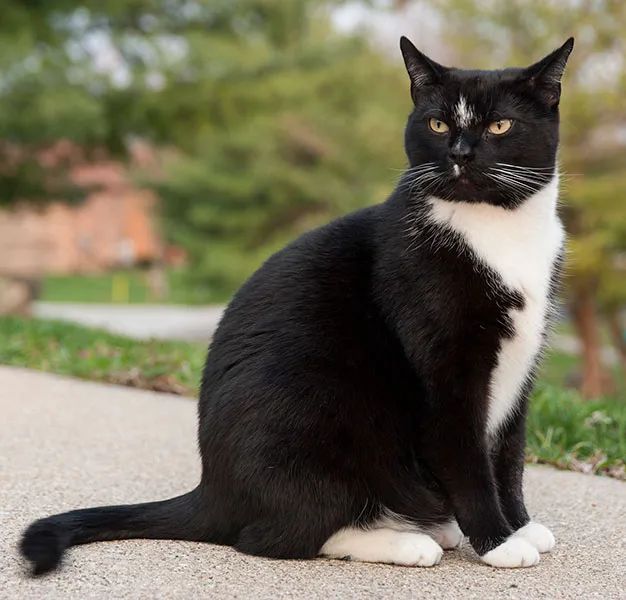 有着黑色皮毛和白色腹部的燕尾服猫 CREDIT: ADKISAAC / WIKIMEDIA COMMONS