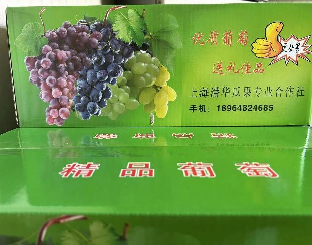 不仅是"醉金香",合作社内的"阳光玫瑰""巨玫瑰"等品种也都具有口感好