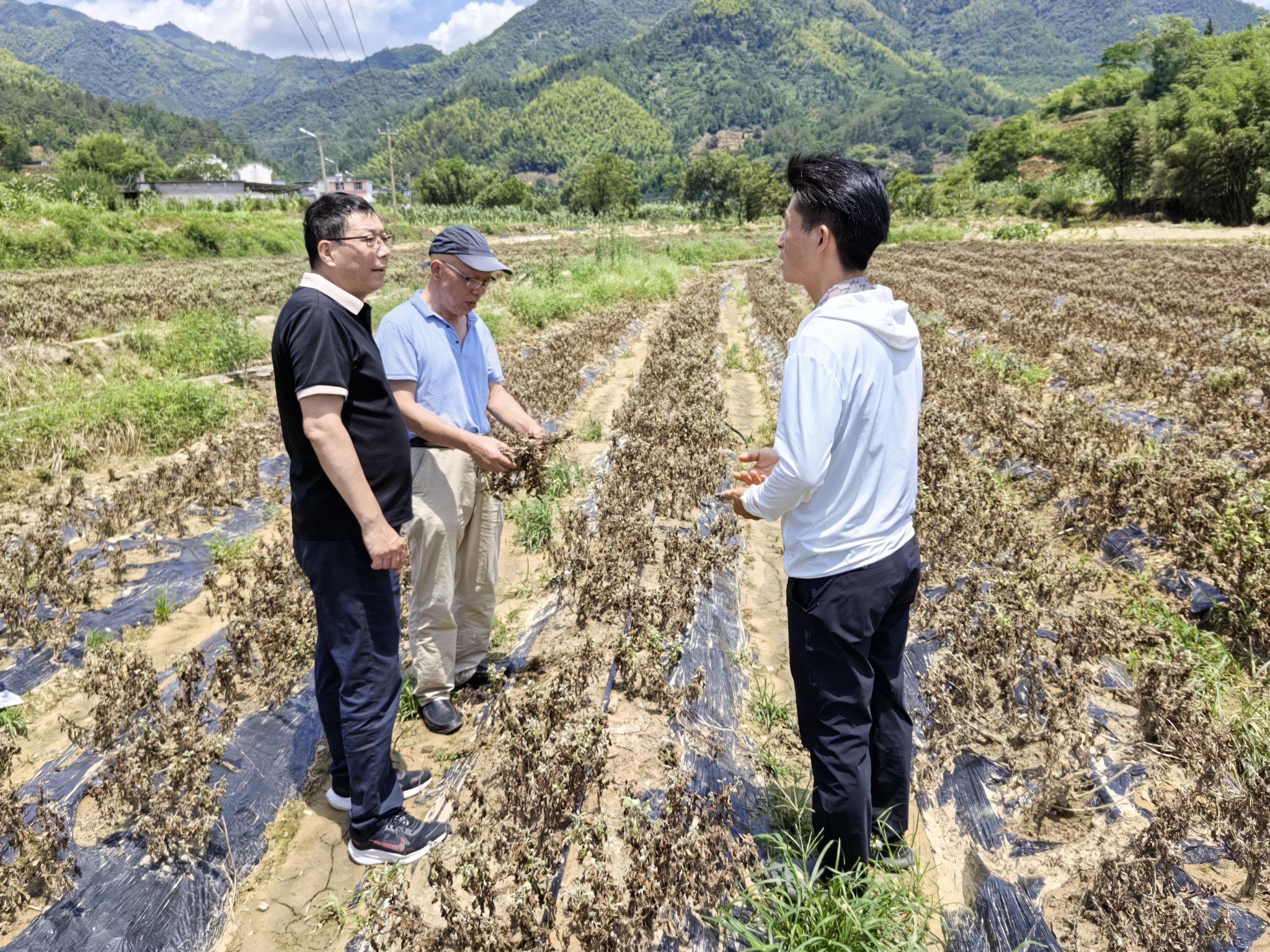 歙县歙茶中心: 全力以“复”保生产_新浪财经_新浪网