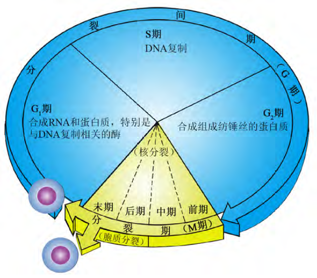 细胞周期示意图(来源:沪教版高中生物必修一《分子与细胞》)