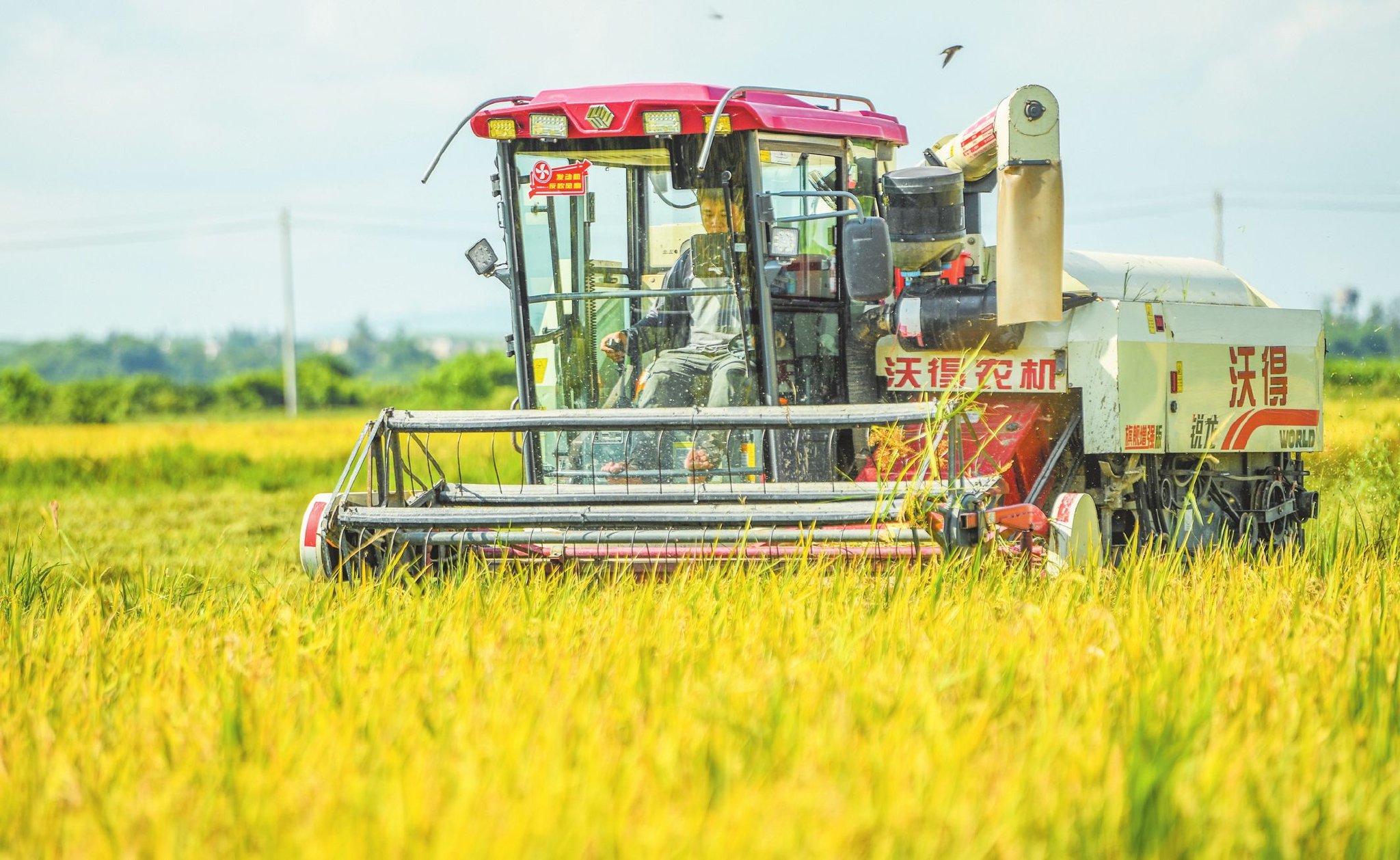 6月21日,在龙华区龙泉镇新联村,收割机正在收割冷泉水稻
